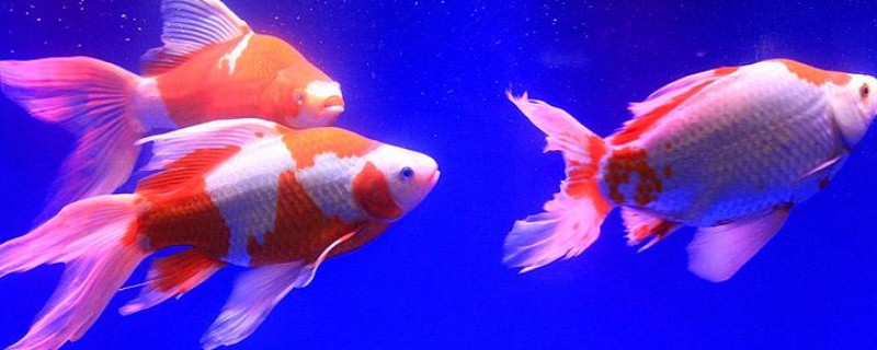 草金魚和錦鯉一起養(yǎng)嗎