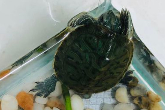 巴西龜冬眠時(shí)間要放水嗎