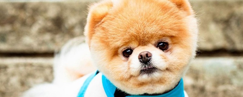 俊介犬和博美的區(qū)別，俊介狗品種是英系博美