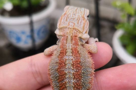 鬃獅蜥死前征兆