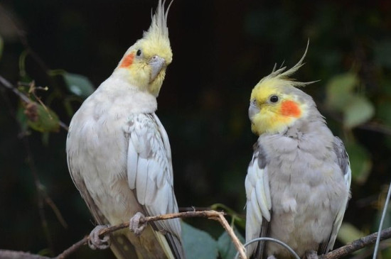 玄鳳鸚鵡公母怎么區(qū)分