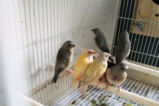 文鳥(niǎo)怕人怎么辦