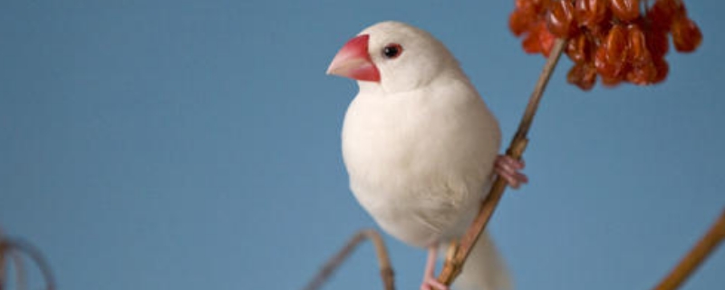 文鳥(niǎo)怕人怎么辦