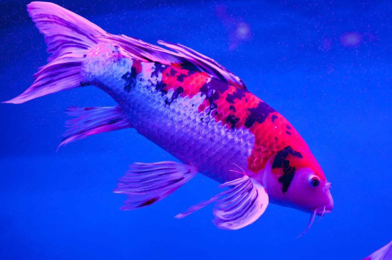 金魚和錦鯉能混養(yǎng)嗎