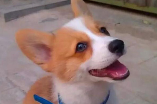 早中晚期狗瘟的治療方法，治療犬瘟熱成功的經(jīng)驗(yàn)