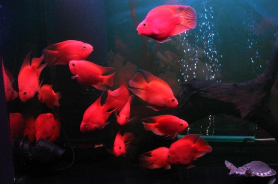 鸚鵡魚(yú)身子歪沉底怎么回事