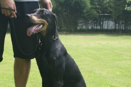 如何訓(xùn)練杜賓犬，四個步驟教你馴服杜賓犬