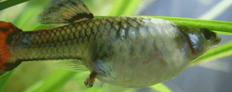 孔雀魚能吃鹽嗎