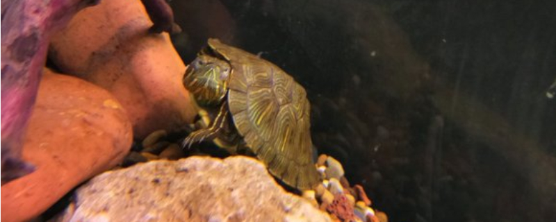 巴西龜死了怎么處理