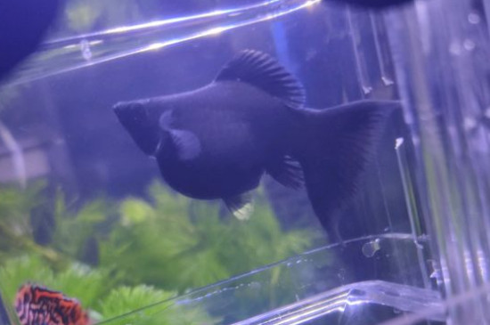 瑪麗魚(yú)生小魚(yú)前兆