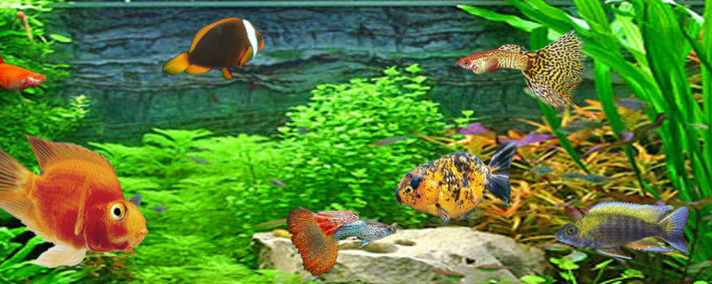 孔雀魚小魚苗怎么總死