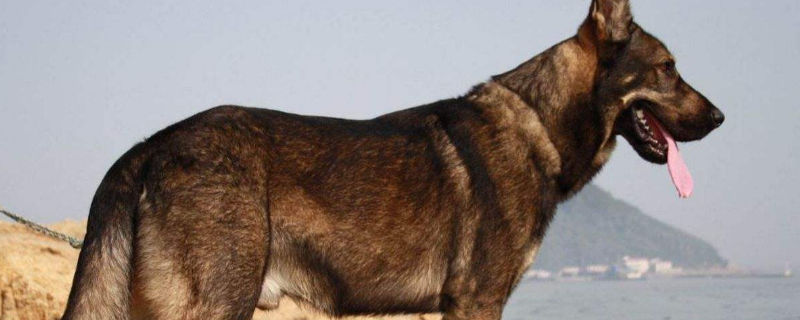 如何讓昆明犬膽子變大