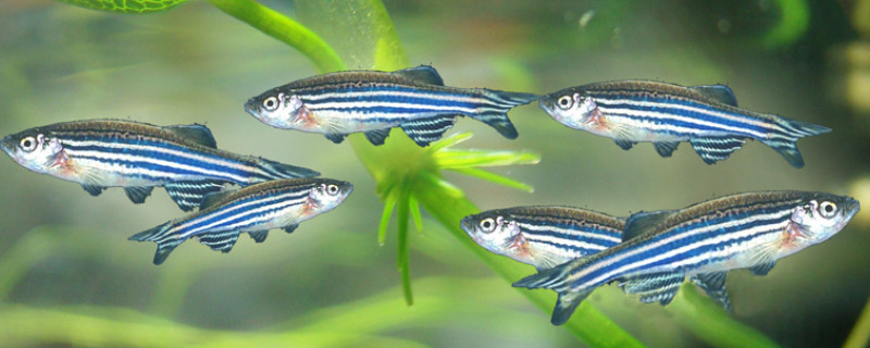 斑馬魚(yú)吃什么