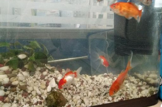 草金魚溫度是多少合適