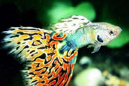 孔雀魚吃什么?