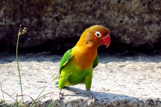 玄鳳鸚鵡怎么才算認主