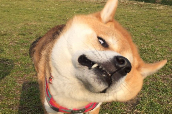 日本柴犬智商高嗎，智商排名第79相當(dāng)于三四歲小孩