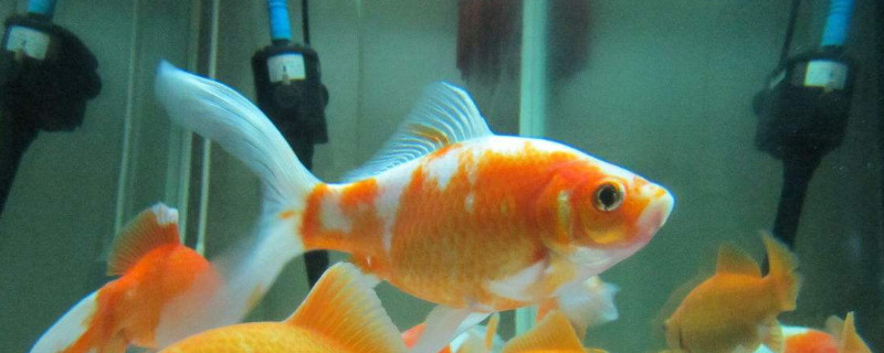 金魚(yú)怎么養(yǎng)