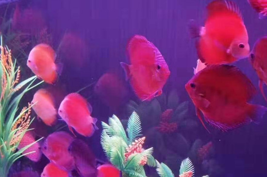 鸚鵡魚一天喂幾次合適