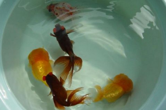 金魚為什么養(yǎng)不活
