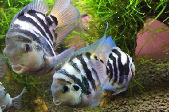 養(yǎng)迷你鸚鵡魚注意事項(xiàng)