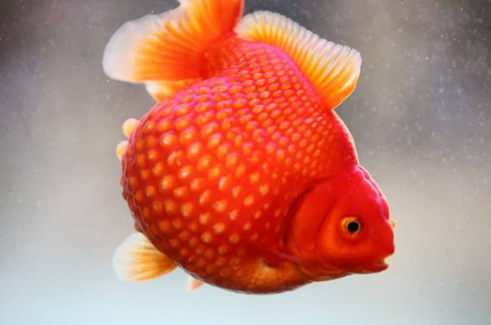 金魚肚子朝上但沒有死怎么回事