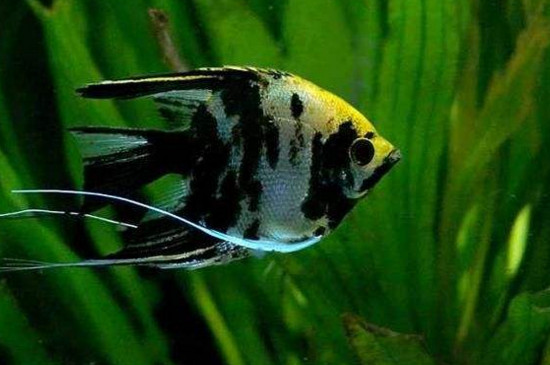 神仙魚(yú)多久換一次水