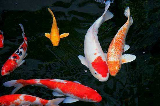 錦鯉怎么喂養(yǎng)長得快