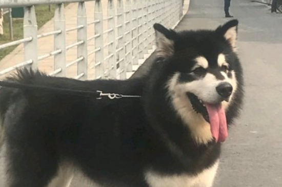 阿拉斯加犬是否為禁養(yǎng)犬