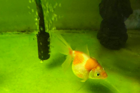 金魚(yú)怎么養(yǎng)