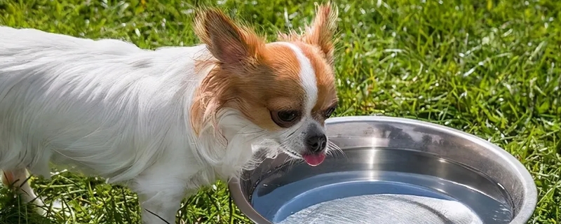 幼犬可以吃香蕉嗎