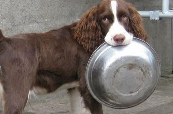 史賓格犬如何訓(xùn)練，教你4種快速訓(xùn)練史賓格的方法