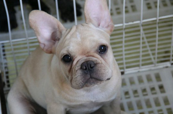 法國斗牛犬怎么領(lǐng)狗證