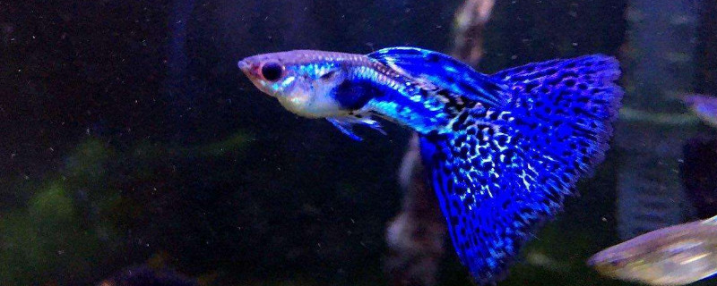 鳳尾魚從懷孕到生多久