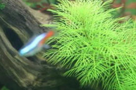 魚缸放蜈蚣草對(duì)魚有沒(méi)有好處