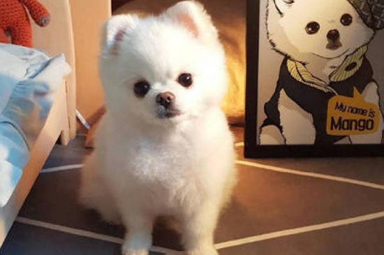 小博美能不能獨(dú)自放家里