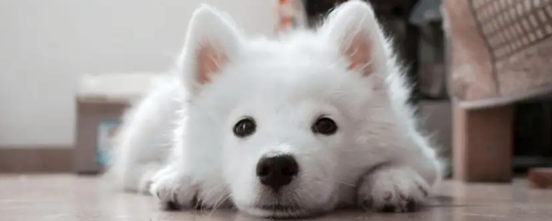 狗狗老是撓癢癢是怎么回事