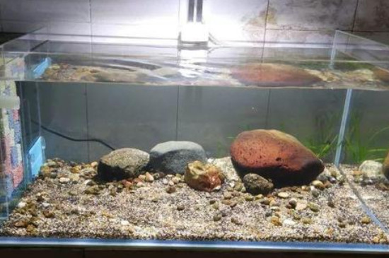 魚缸開缸養(yǎng)水的正確方法