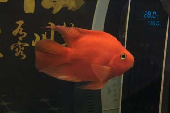 鸚鵡魚(yú)吃什么