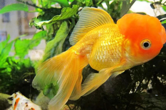 金魚(yú)和熱帶魚(yú)能混養(yǎng)嗎