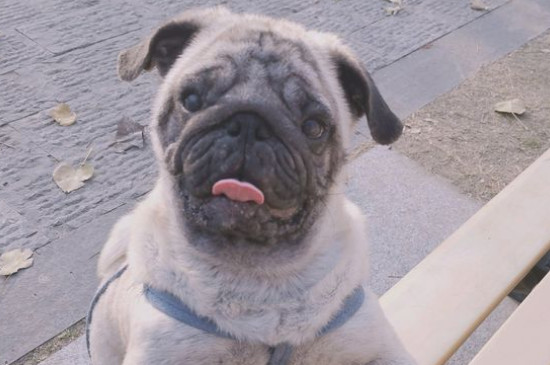 巴哥犬訓練方法