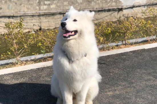 早中晚期狗瘟的治療方法，治療犬瘟熱成功的經(jīng)驗(yàn)