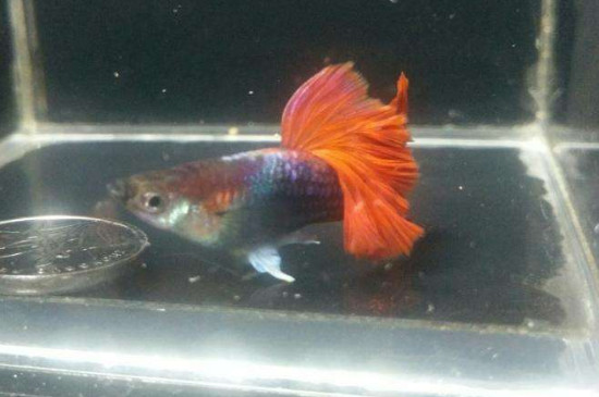 鳳尾魚下完崽怎么處理