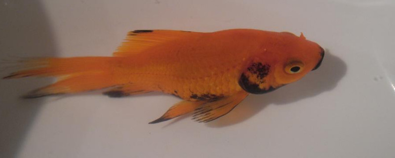 金魚尾巴上有白點(diǎn)