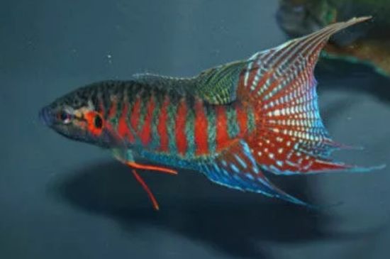 叉尾斗魚吃什么