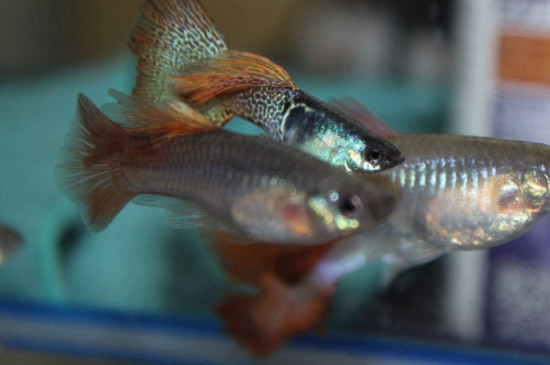 孔雀魚兩次生產(chǎn)隔多久