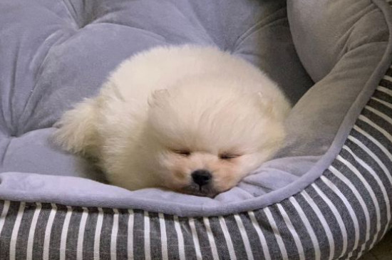 博美犬怎樣訓(xùn)練