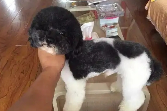 黑白花泰迪是串嗎
