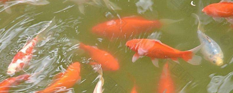 魚喜歡主人的表現(xiàn)
