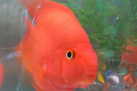 血鸚鵡魚怎么養(yǎng)